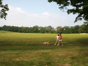App - trail dog field