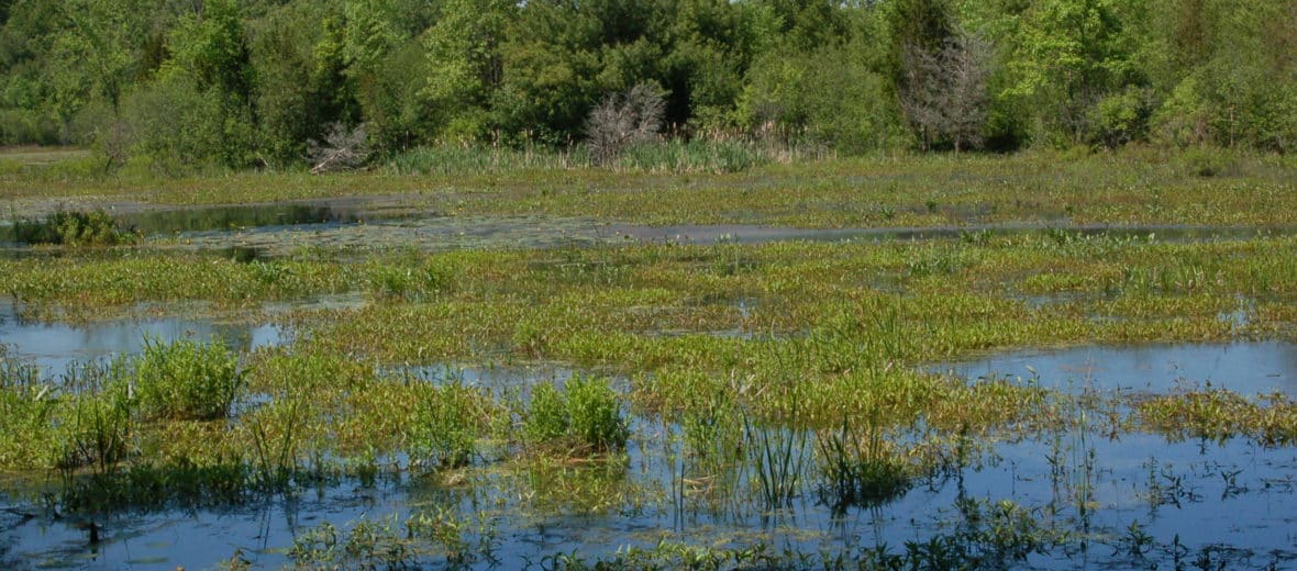 Pikes Bridge Road Marshland