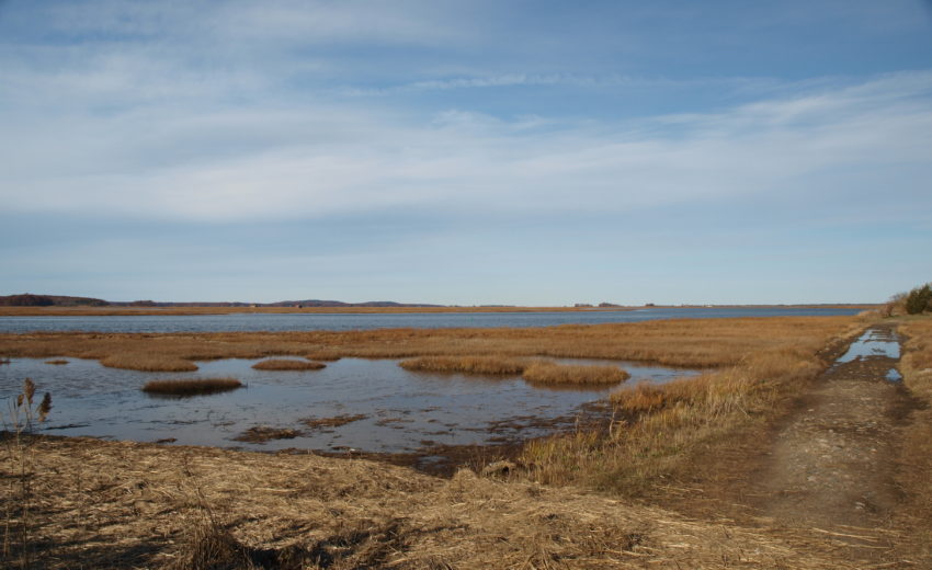 Strawberry Hill Marsh