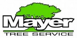 mayer-tree